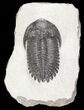 Bargain, Hollardops Trilobite - Issoumour, Morocco #57543-3